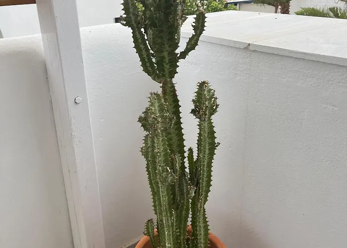 Cavos Paros Veranda, Sea-view Terrace & 2 Bedrooms * Αλυκή